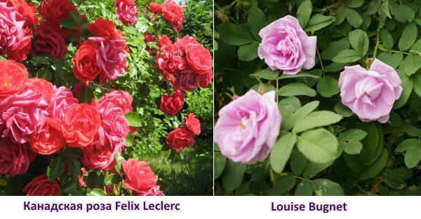 Fotografija kanadske ruže Felix Leclerc
