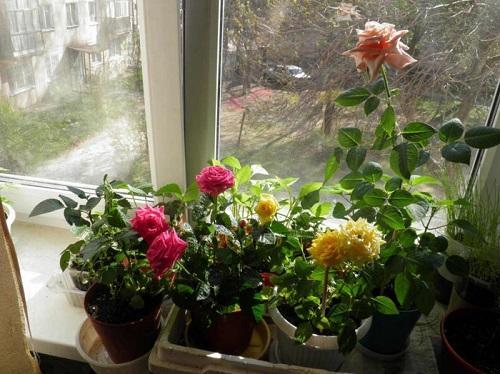 ruže na prozoru