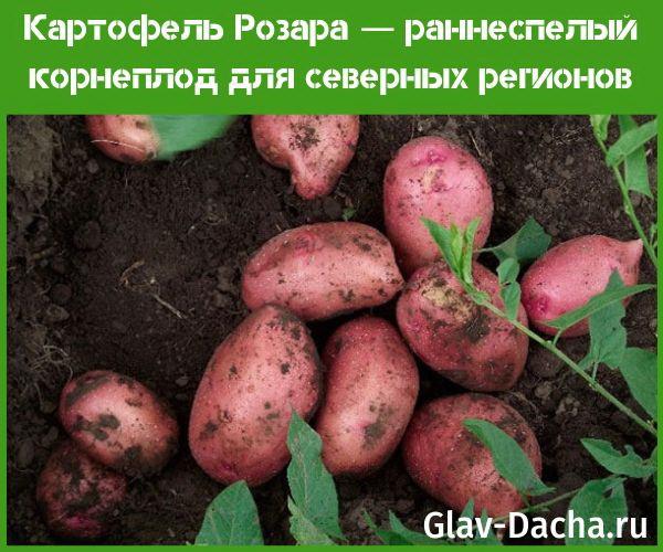 Rosarov krumpir
