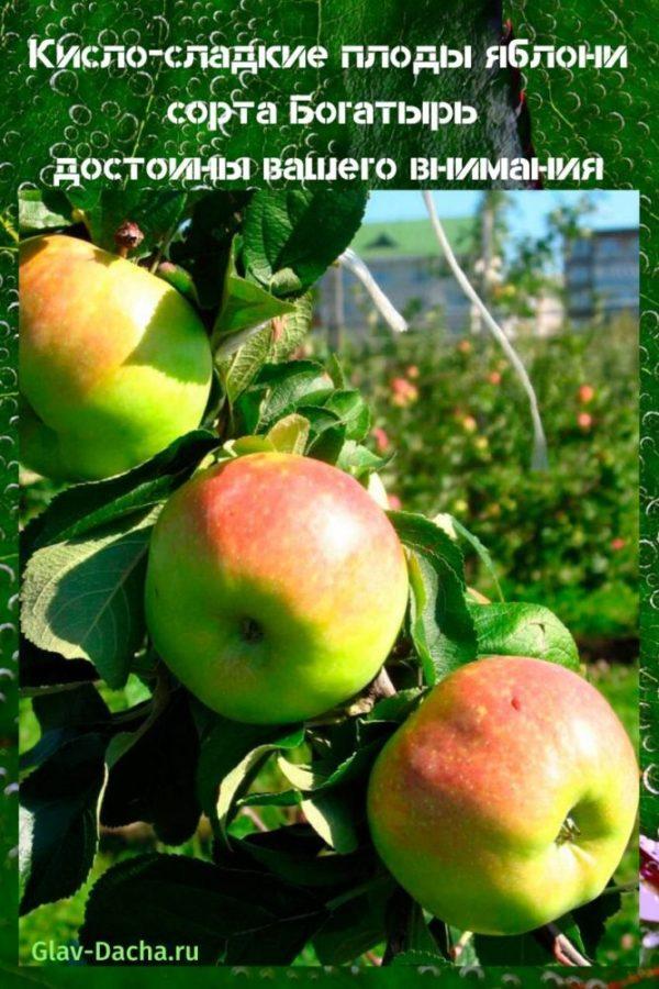 appelboomsoorten Bogatyr