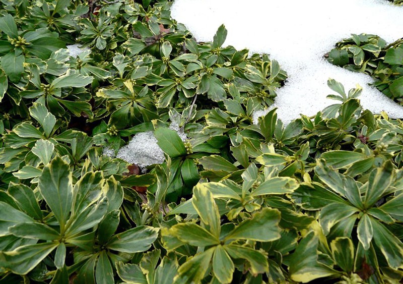 biljka otporna na mraz