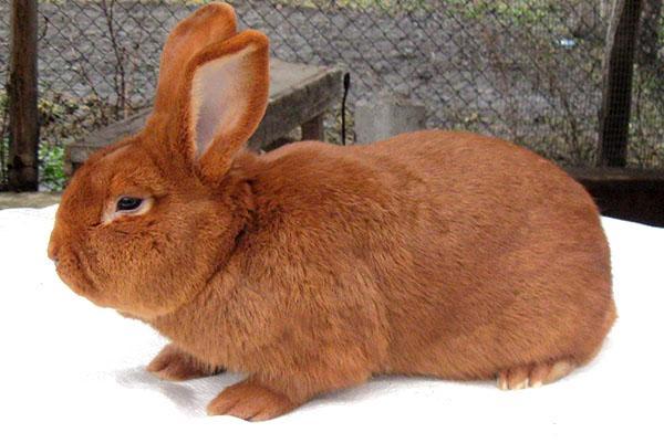 Rood Nieuw-Zeelands konijn