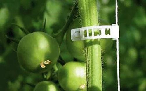 een tomaat stevig vastgebonden met een clip