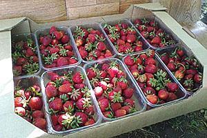 containers voor het vervoeren van aardbeien