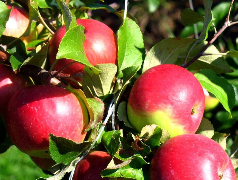 birajte razne stabla jabuka