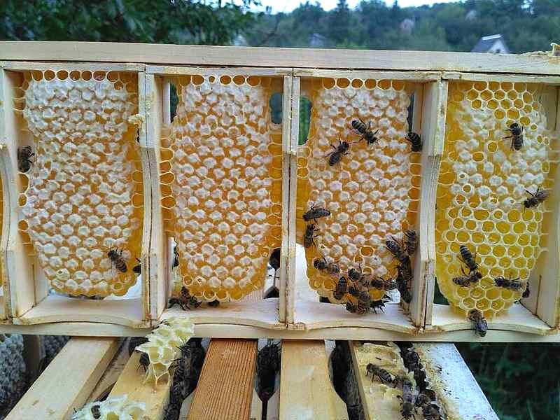 bijen voeren in bijenkorven