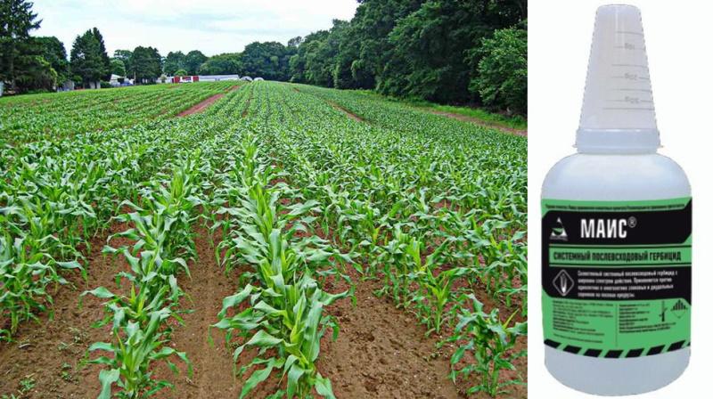 primjena herbicida za kukuruz