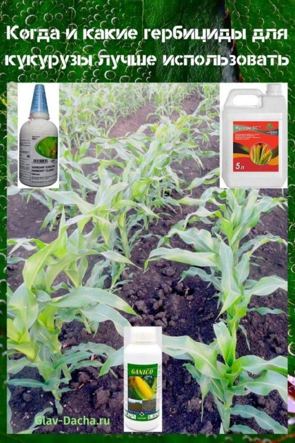 herbicidi za kukuruz