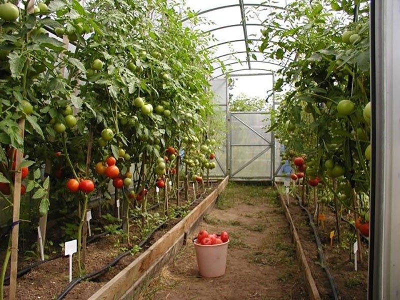 tomaten kweken in een kas