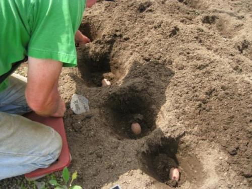Aardappelen planten in zandgrond