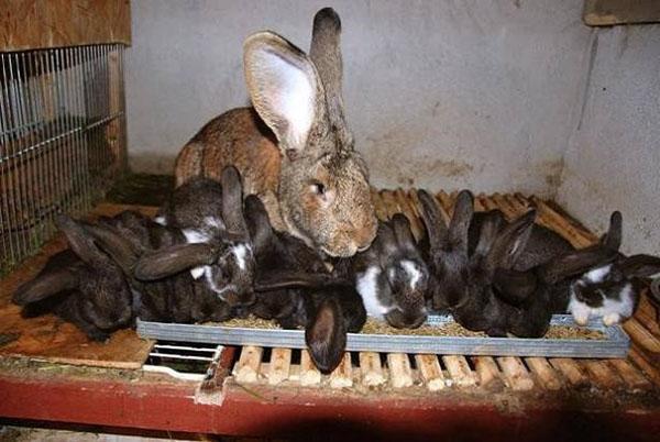Svi su zečevi iste težine i visine.