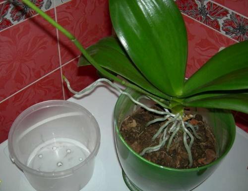 kada presaditi orhideju phalaenopsis