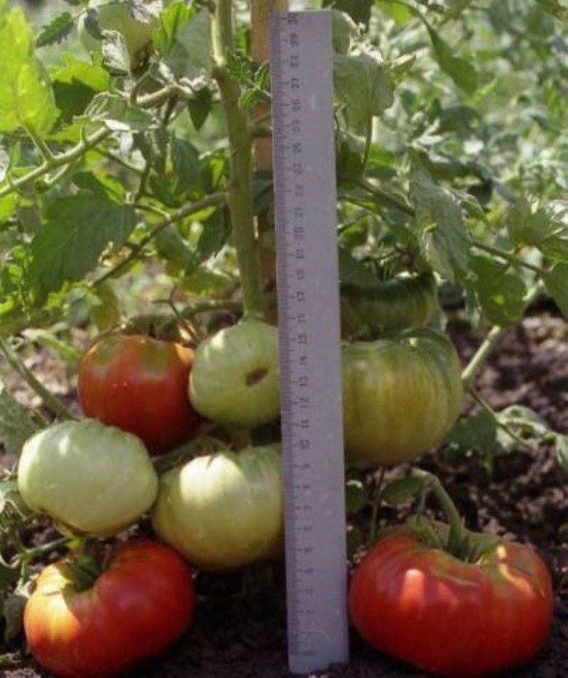 voordelen van tomatenkoning vroeg
