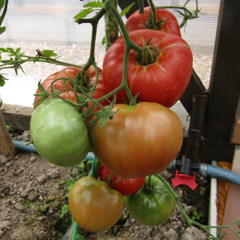 Tomatenkoning Vroeg