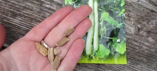 wanneer lagenaria planten voor zaailingen?