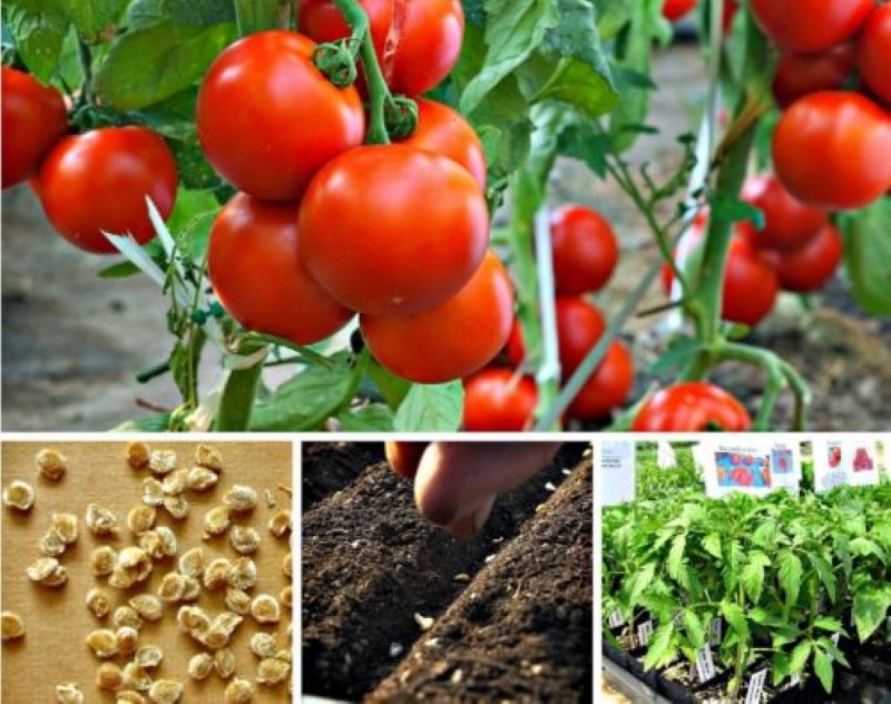 wanneer tomaten voor zaailingen zaaien met groeien in een kas?