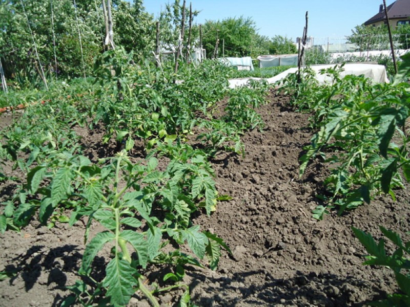 de timing van het planten van tomaten met verdere aanplant direct in de grond