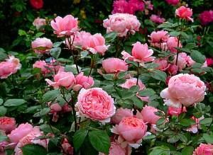 roze rozen