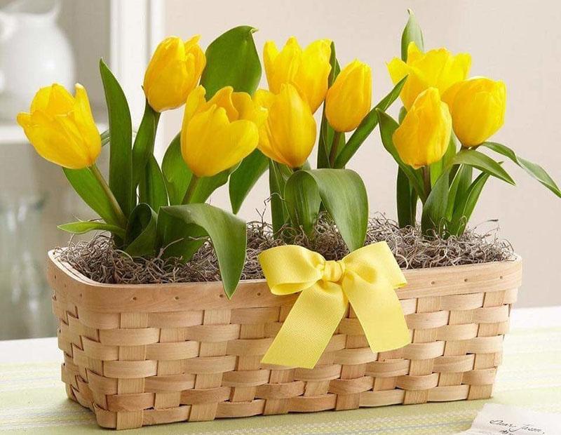 tulipani do 8. ožujka