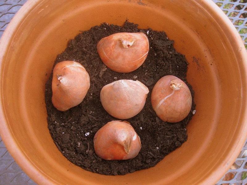 wanneer tulpen in potten planten?