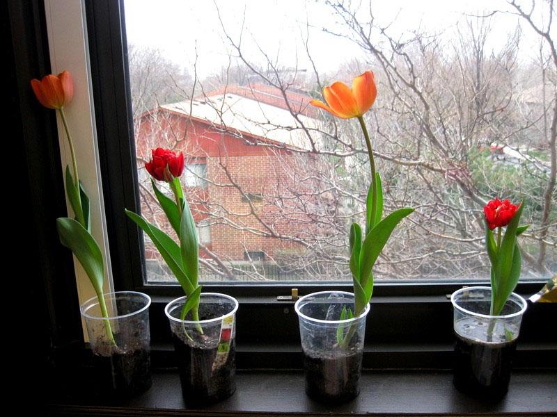 tulipani cvatu 8. ožujka