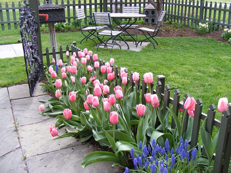 mjesto sadnje tulipana