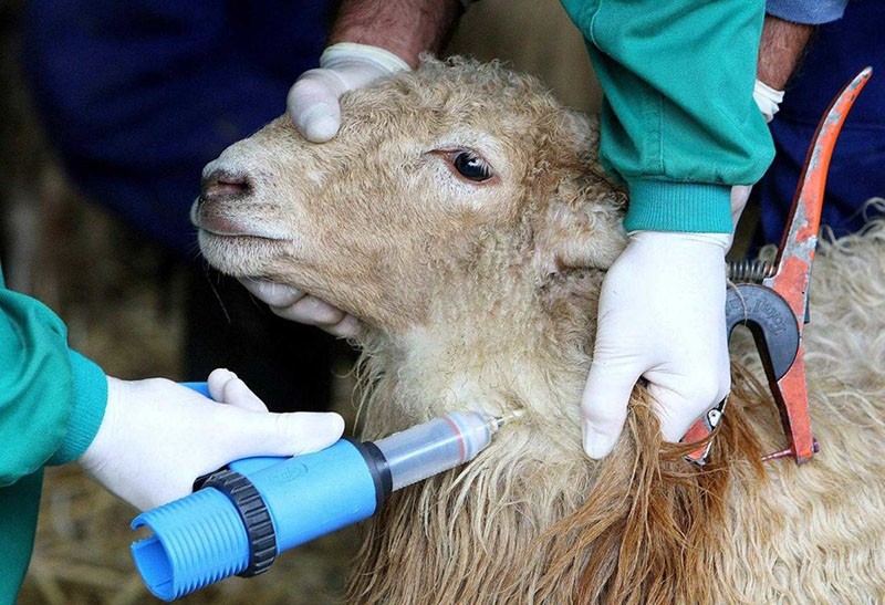 injekcija ovaca