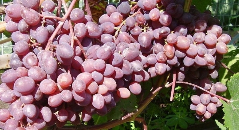 grozdovi grožđa kishmish Zaporožje