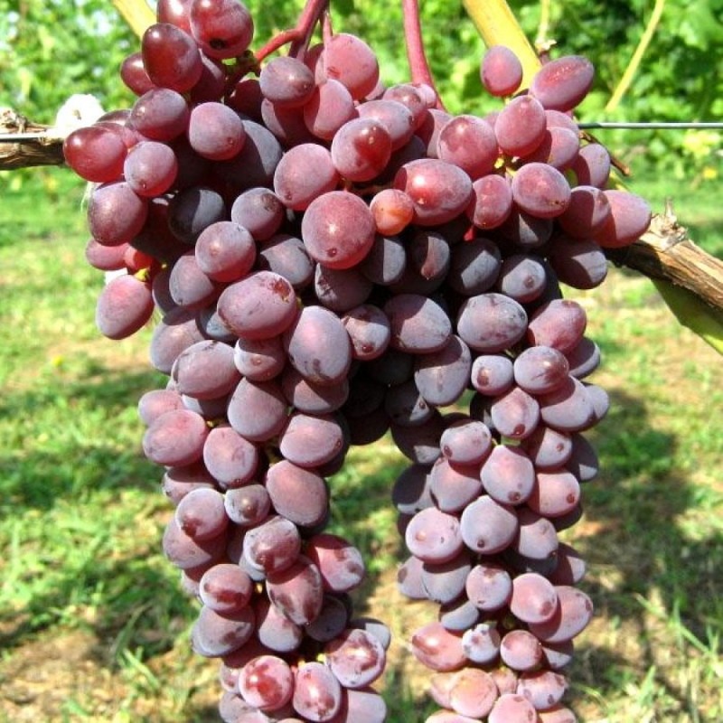 dostojno grožđe grožđice Zaporožje