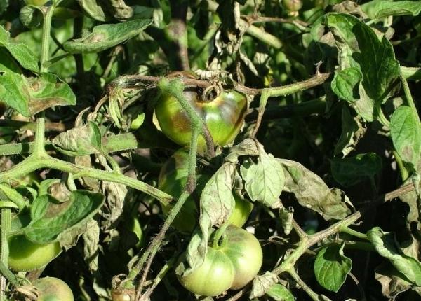 Phytophthora op tomaten