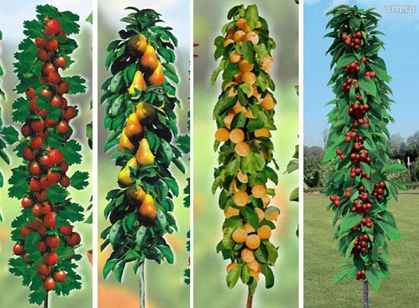 zuilvormige fruitbomen
