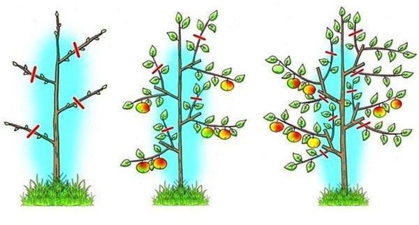 snoeischema voor zuilvormige fruitbomen