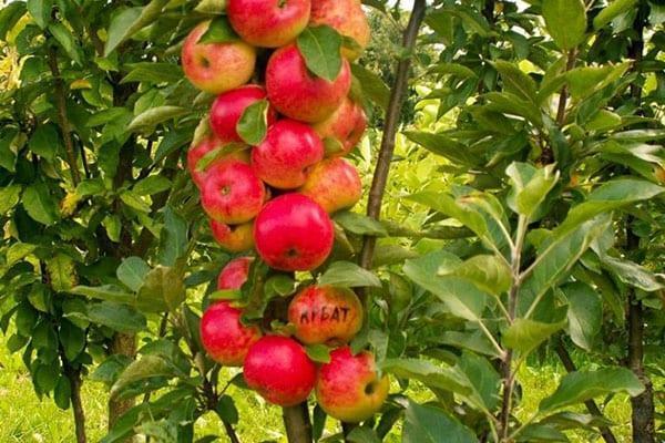 zuilvormige appelboom van de variëteit Arbat