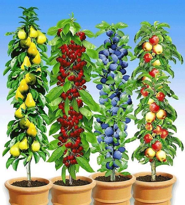 zuilvormige fruitbomen