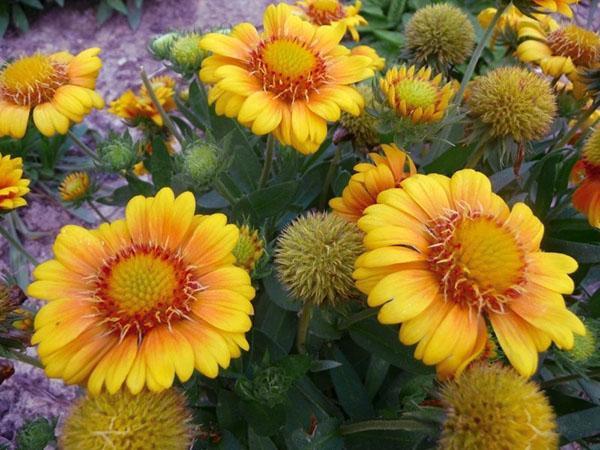 žuto cvijeće gailardia arizona sunce