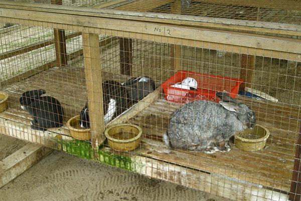 Mengvoer is een belangrijk onderdeel bij het fokken van konijnen.