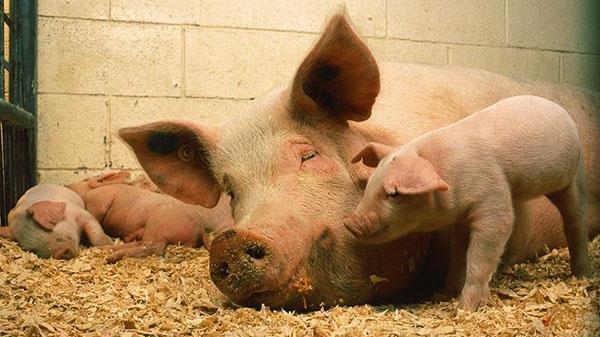 Potrošnja krmnih smjesa ovisi o starosti svinje