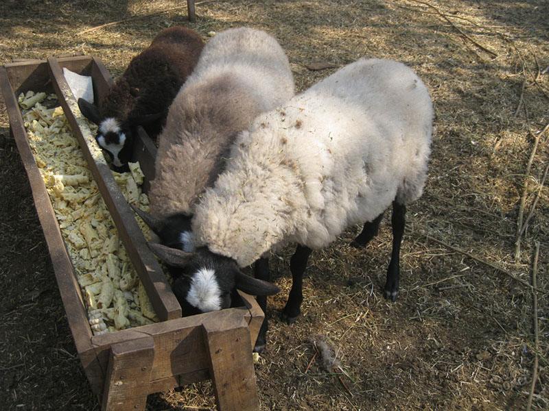 hranilica za ovce