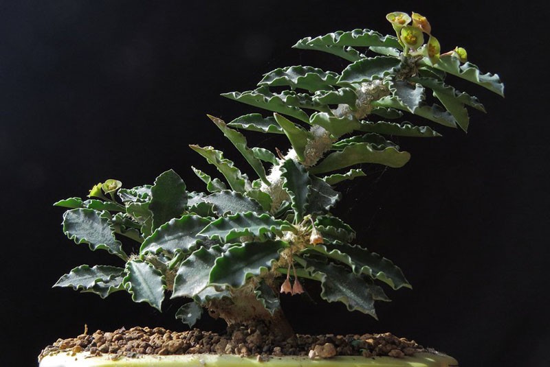 Euphorbia Decari