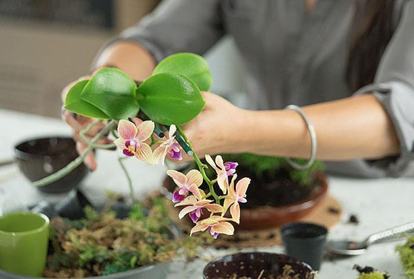 Orhideja se presađuje u supstrat kupljen u trgovini.