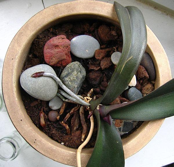 Sastav tla za orhideje uključuje ekspandiranu glinu i komade drvenog ugljena