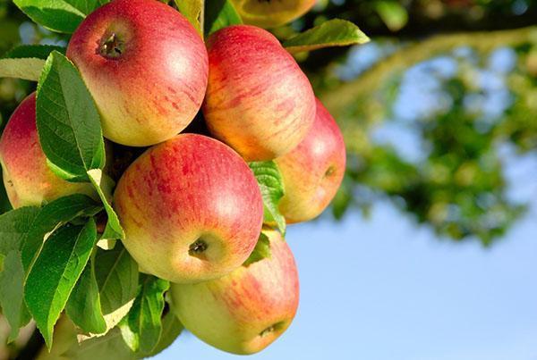 een voorraad vitamines - een appel