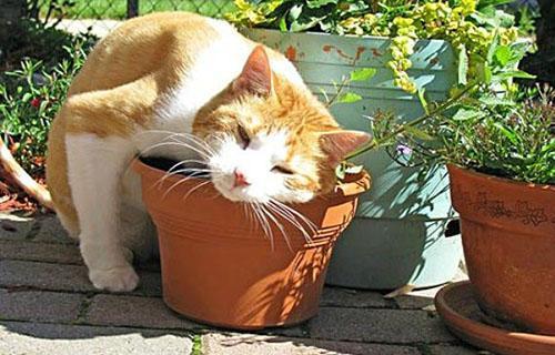 Catnip kan in potten op een vensterbank worden gekweekt