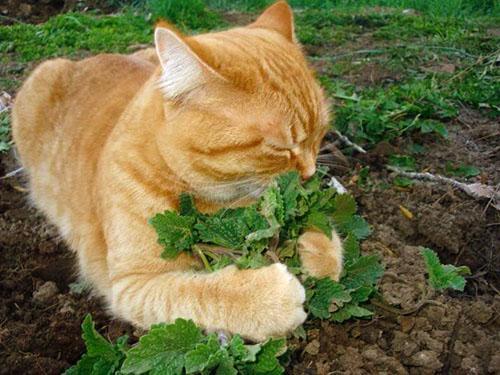Mačju travu vole mačke