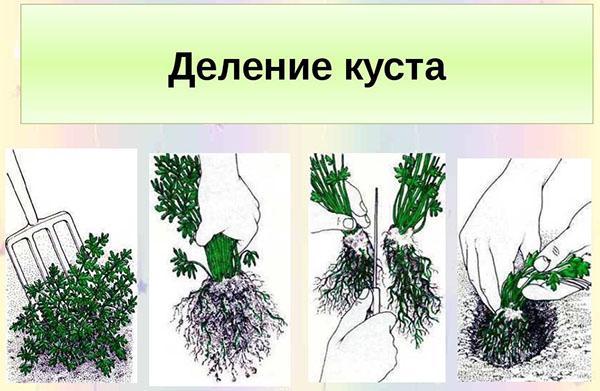 reproductie van alissum door de struik te verdelen