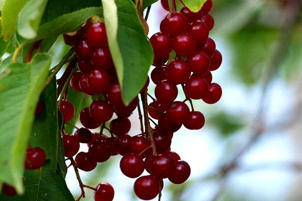 prihrana utječe na prinos crvene trešnje