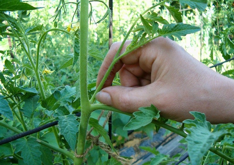 formiranje grma rajčice