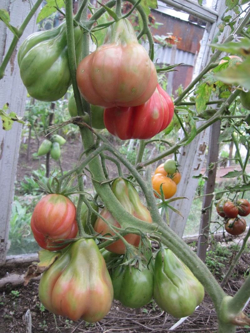 kousenband tomaten in de kas