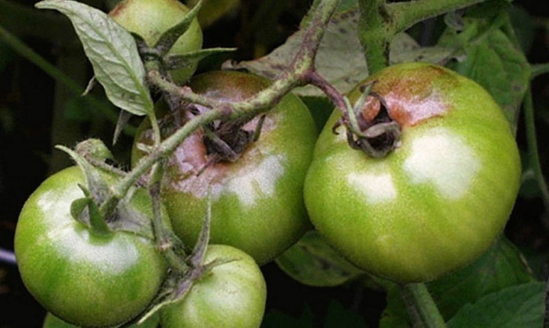 aantasting van tomaten met apicale rot