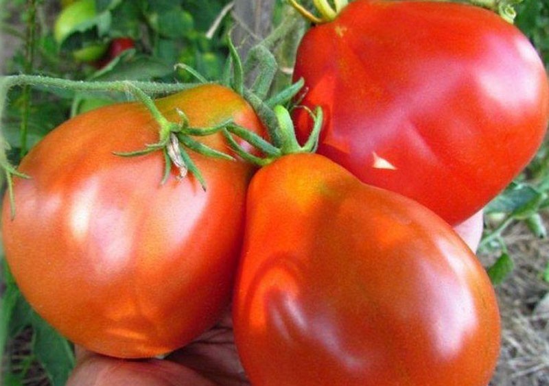 vruchten van tomaten met een ongewone vorm